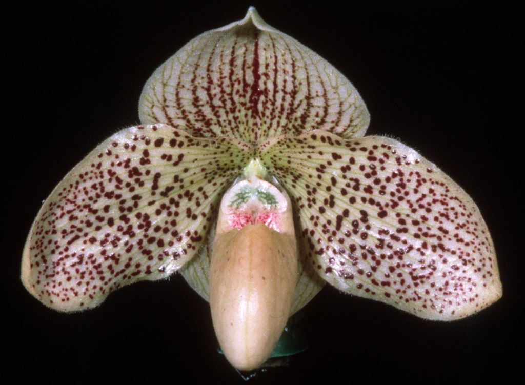 Paph Francisco Freire