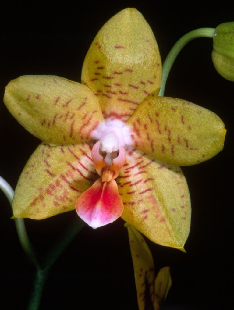 Phal Maraldee