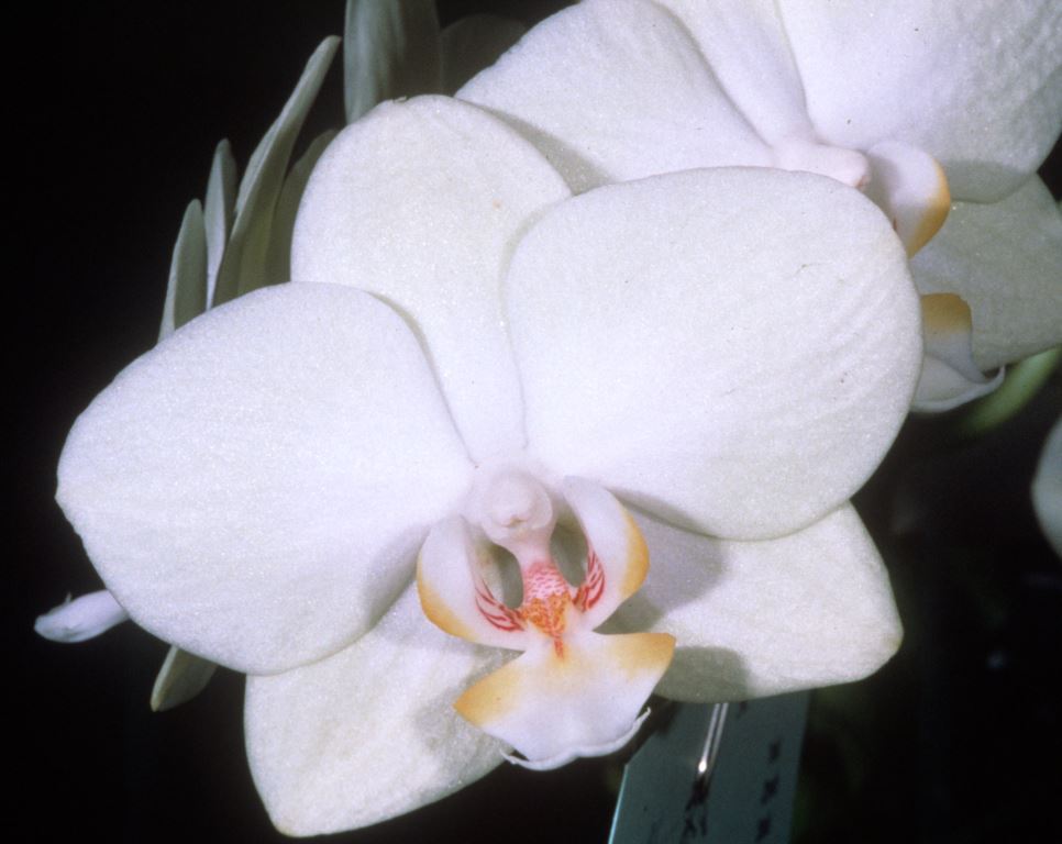 Phal Orglade's Lemon Dew