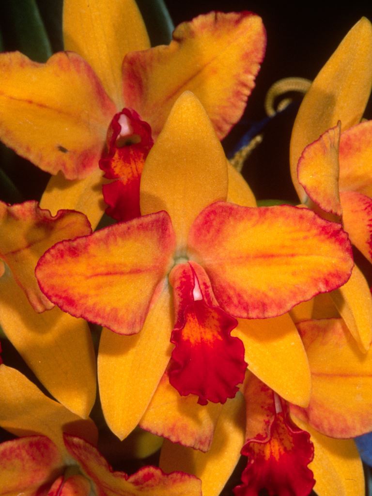 Ctt Mine Gold 'Margaret's Pride'