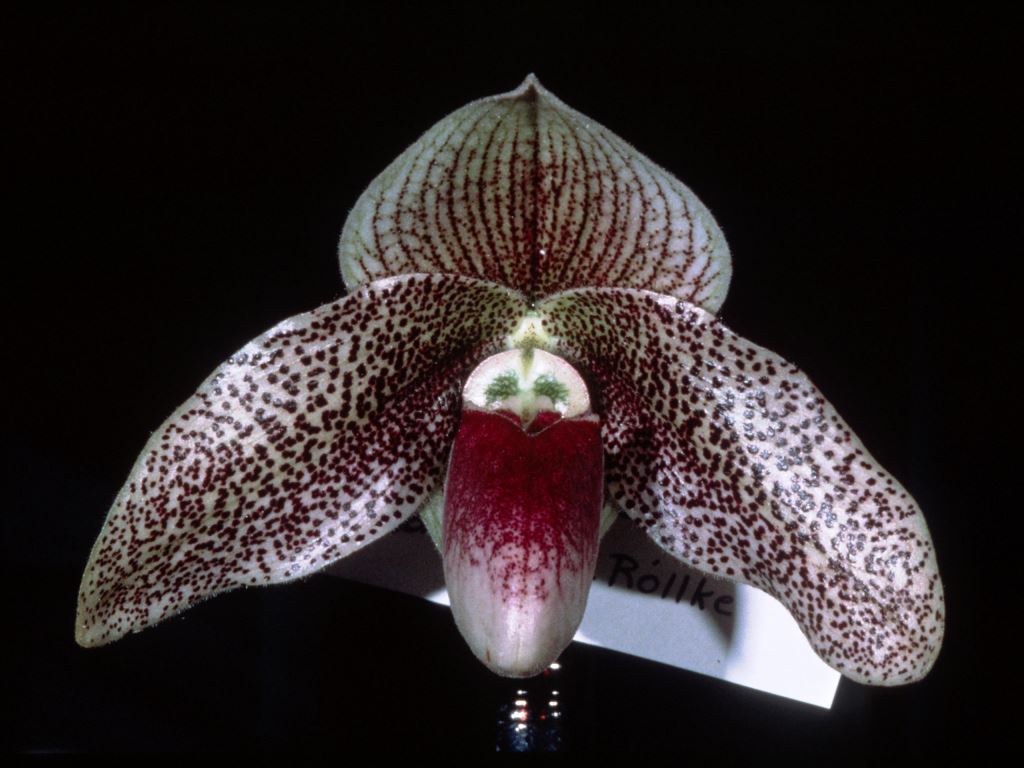Paph Evelyn Rollke