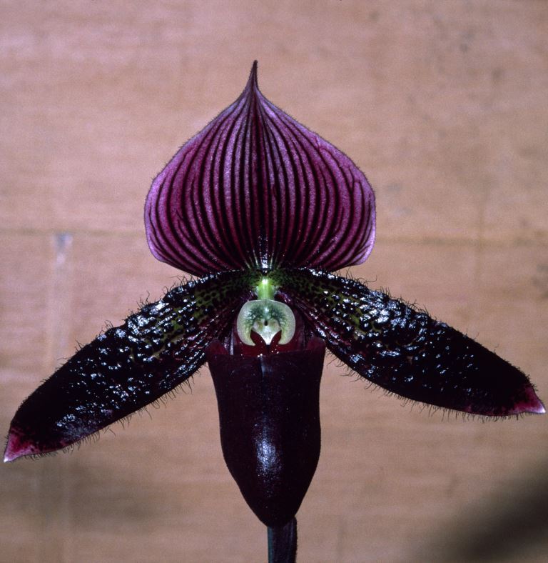 Paph Macabre