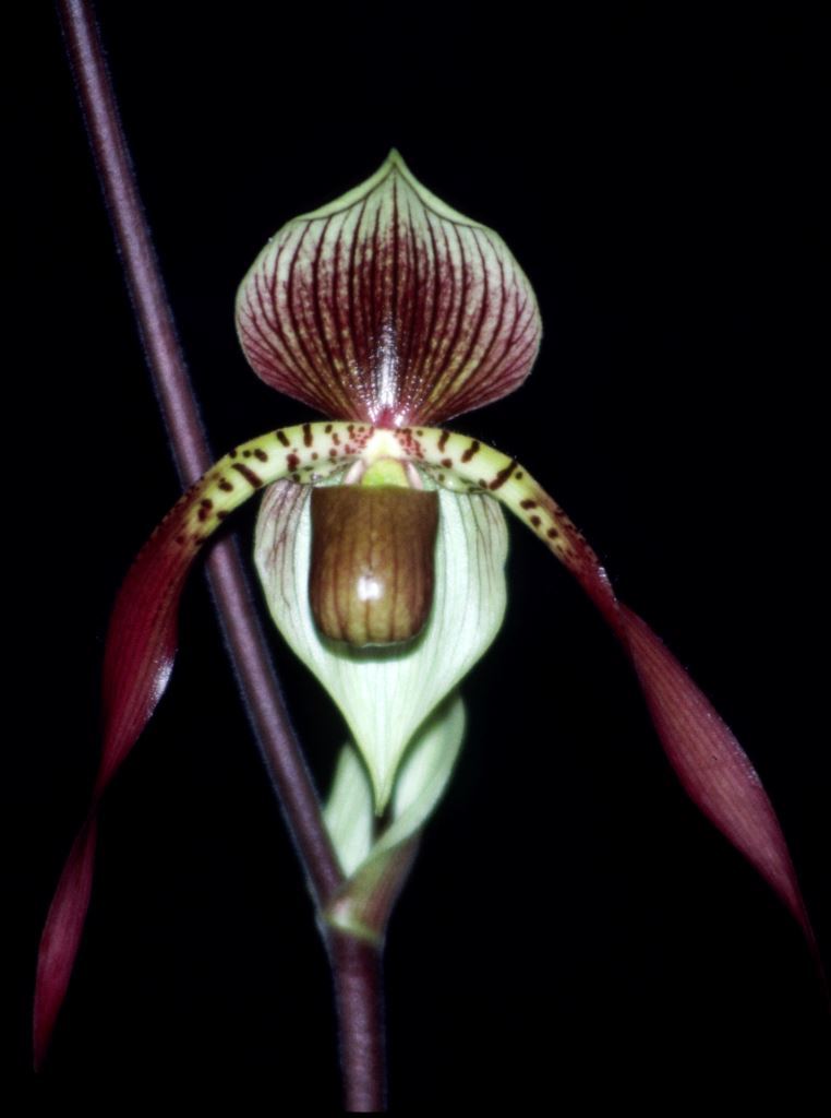 Paphiopedilum Saint Low - HCC/AOC