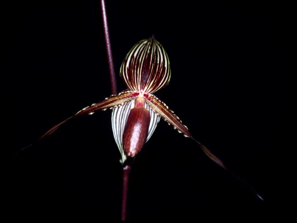 Paphiopedilum Susan Booth - HCC/AOC