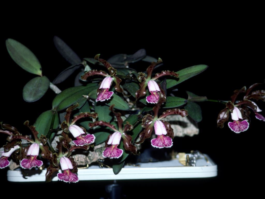 Cattleya schilleriana - ACC/AOC