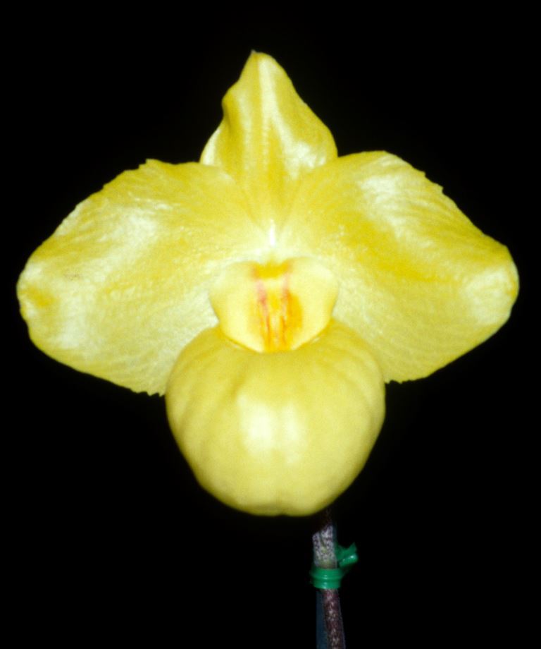 Paphiopedilum armeniacum - HCC/AOC