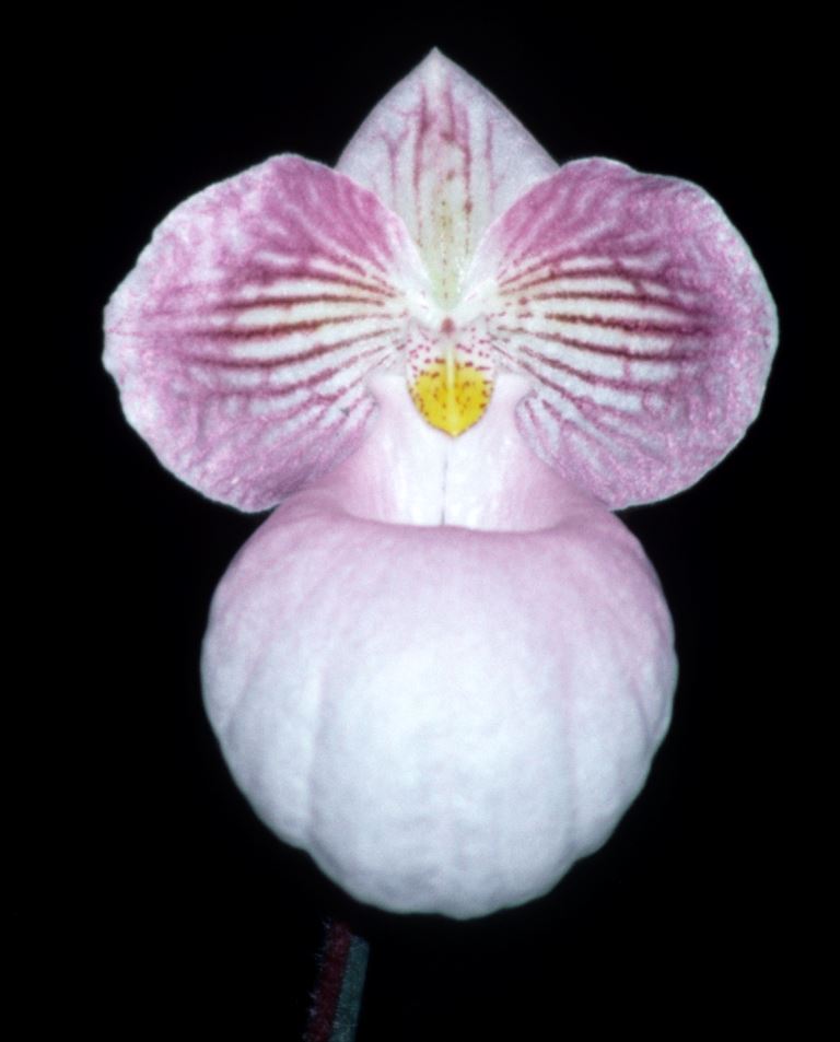 Paphiopedilum micranthum - HCC/AOC