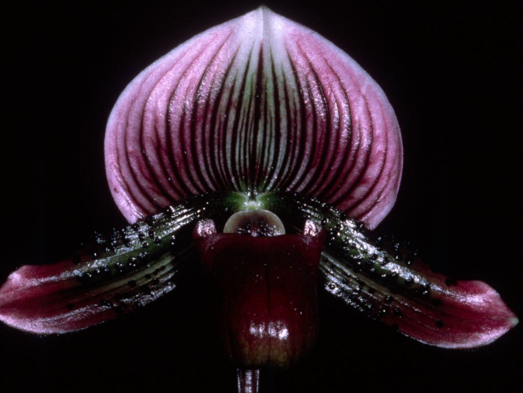 Paph Rufi