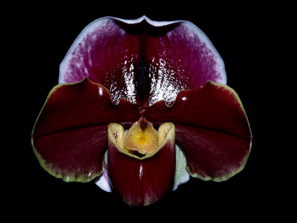 Paph Dynamic Red