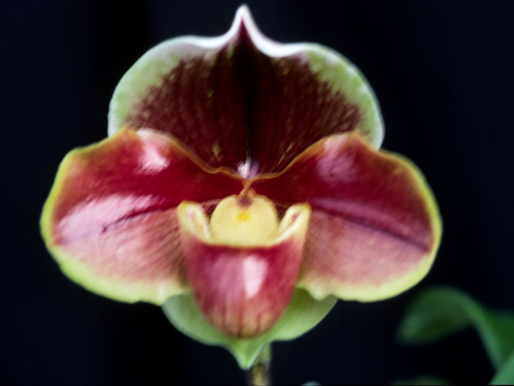Paphiopedilum Spring Creek