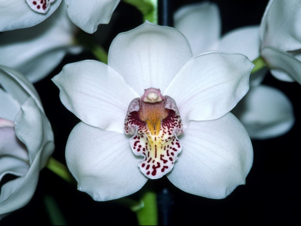 Cymbidium Winter Wonder