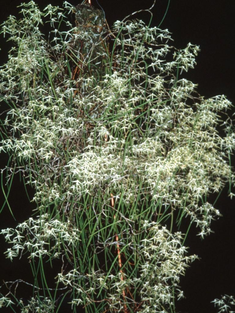 Dendrobium teretifolium var. fasciculatum - ACC/AOC