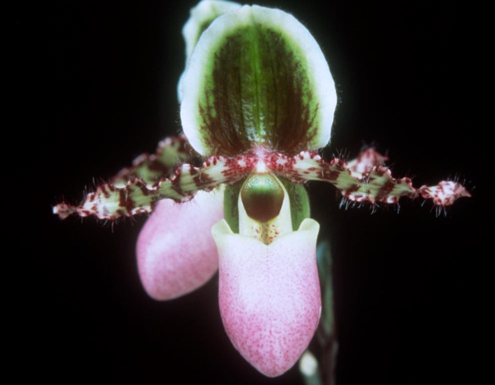 Paphiopedilum liemianum - HCC/AOC