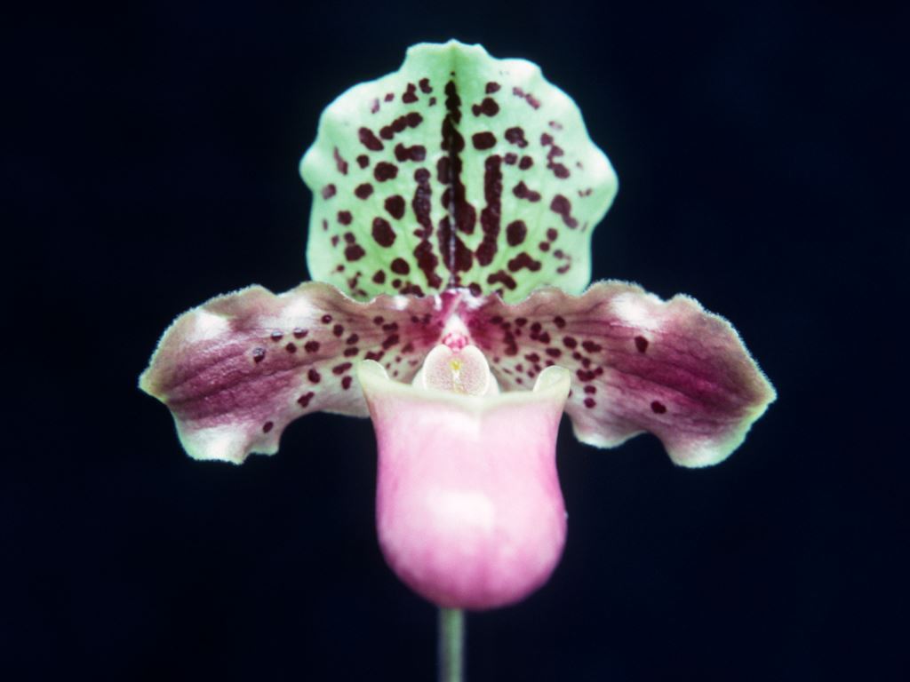 Paphiopedilum henryanum - HCC/AOC
