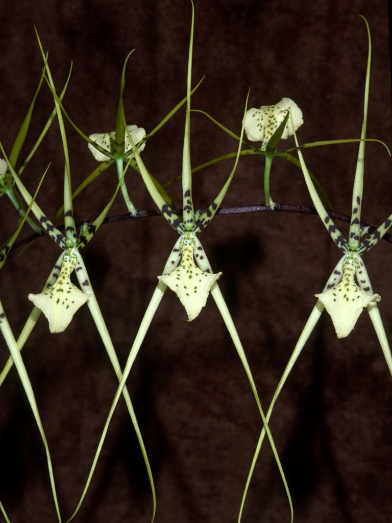 Brassia longissima