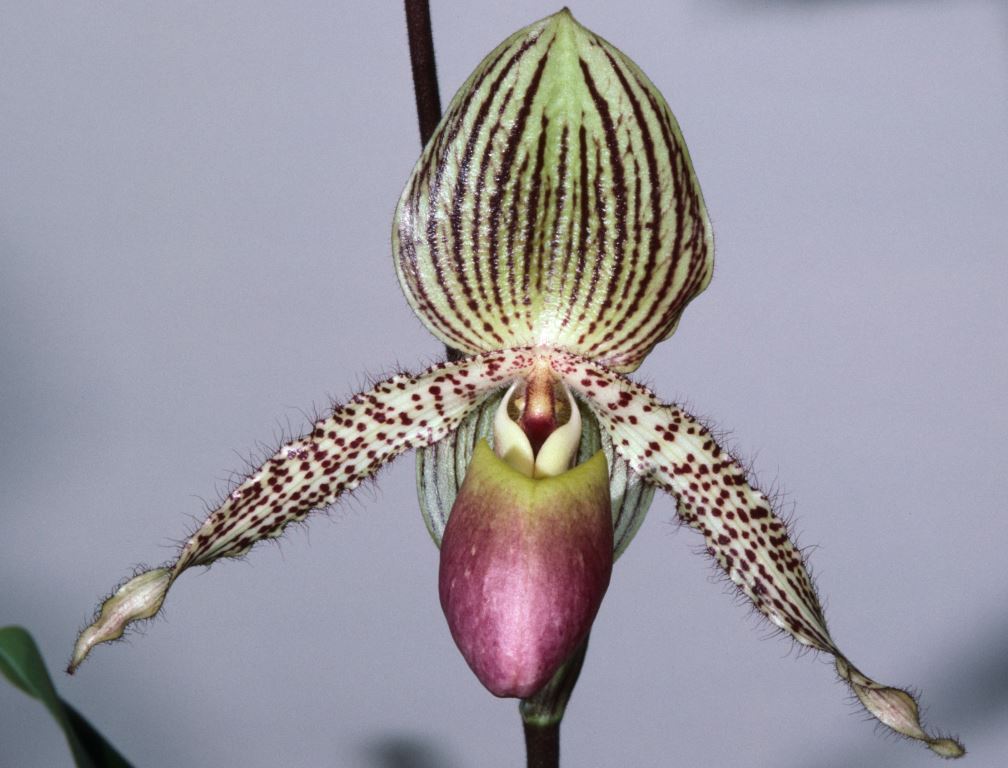 Paph Vanguard