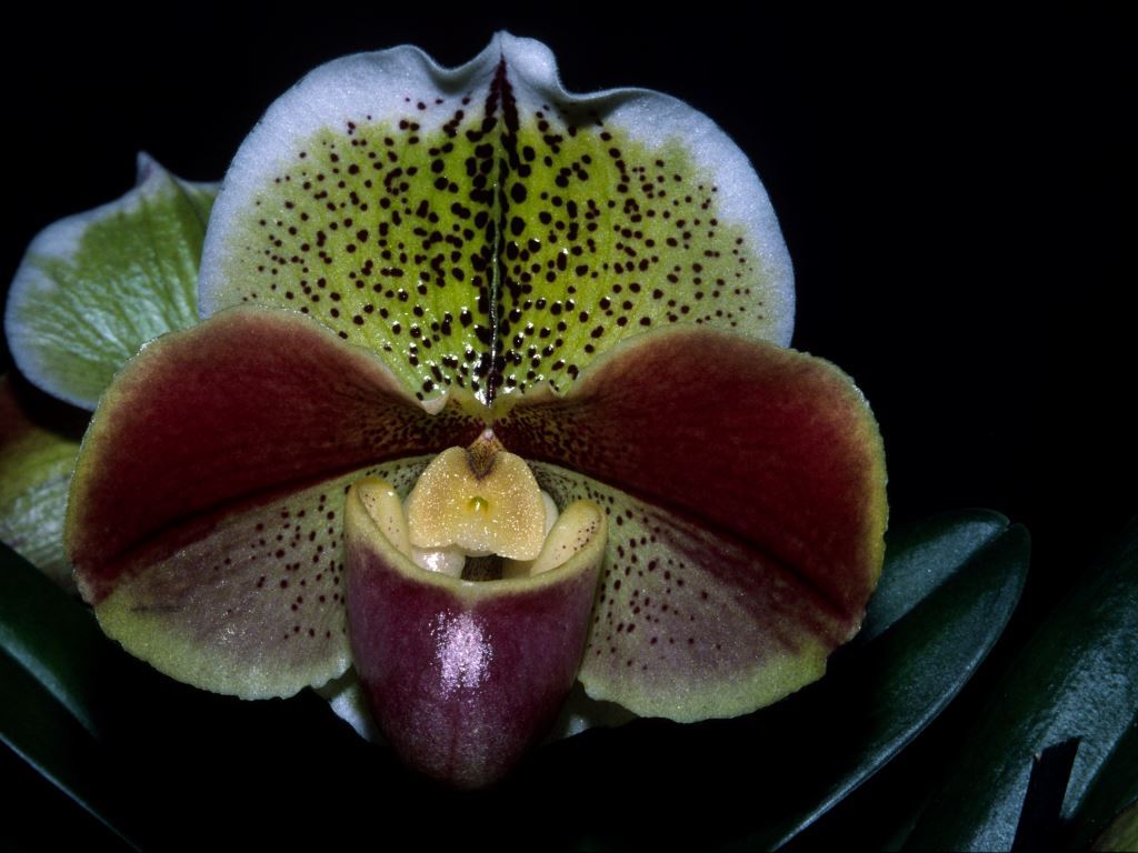 Paphiopedilum Regal World - HCC/AOC