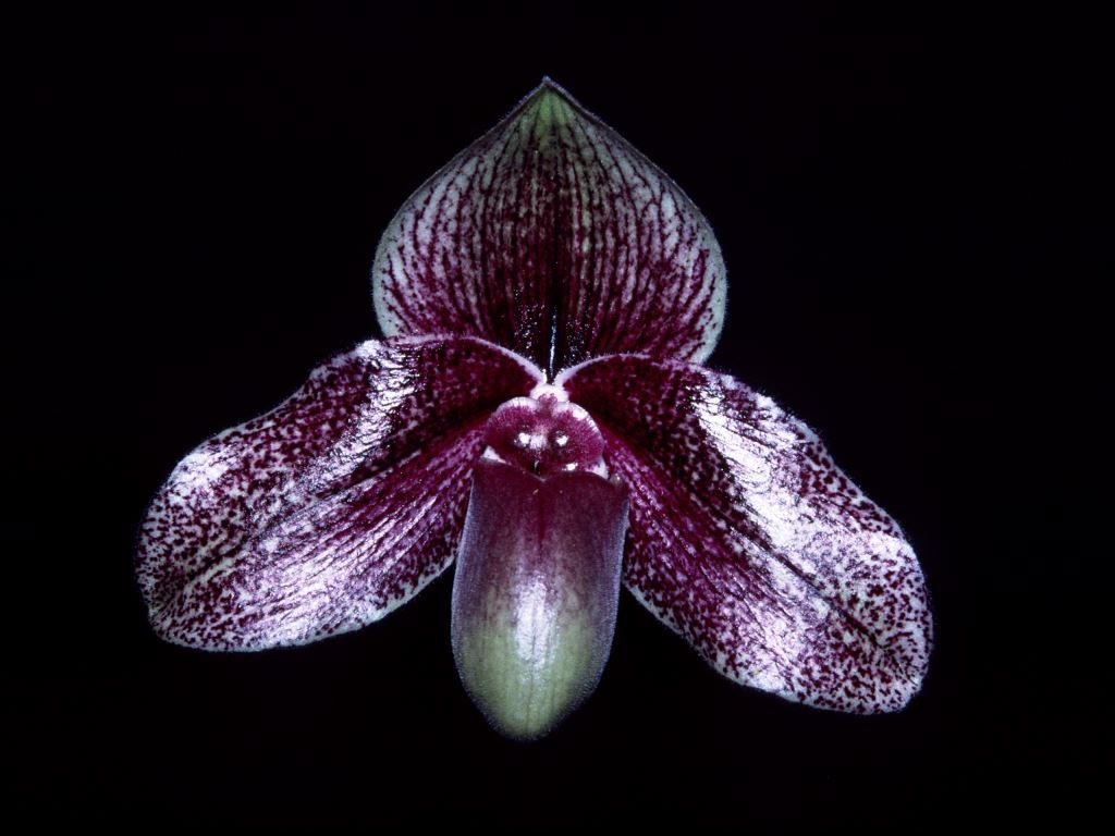 Paph Olenus