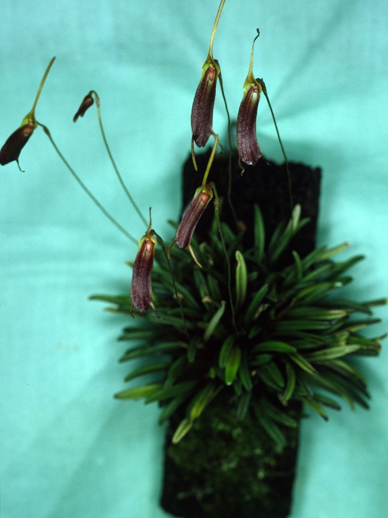 Trisetella abbreviata