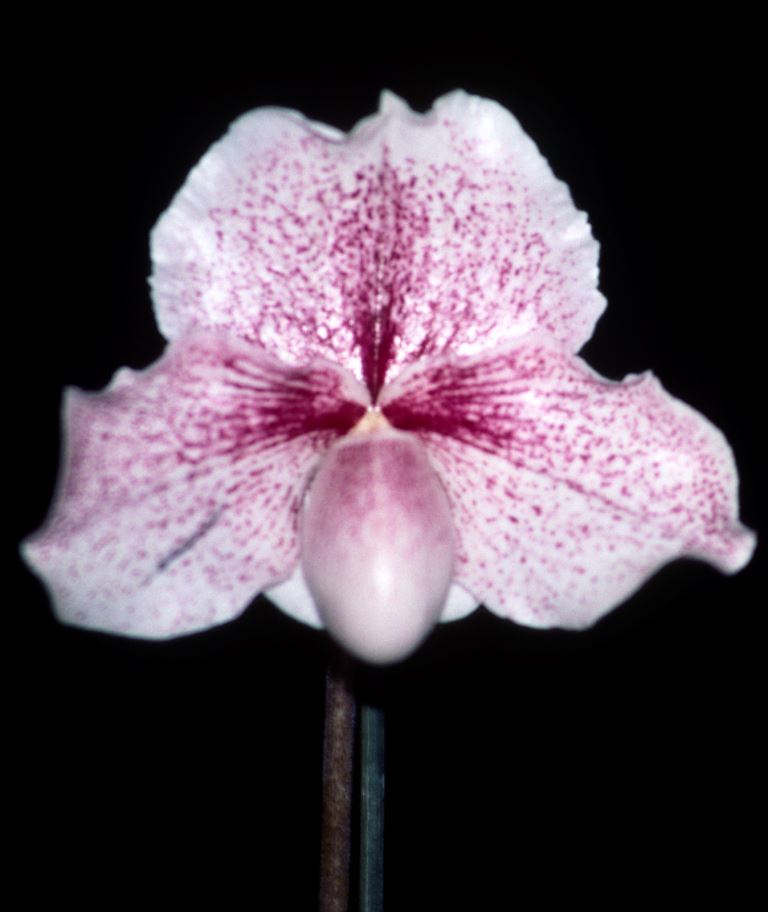 Paph Psyllian 'Raspberries