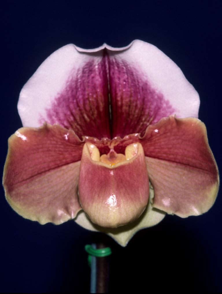 Paphiopedilum British Concorde