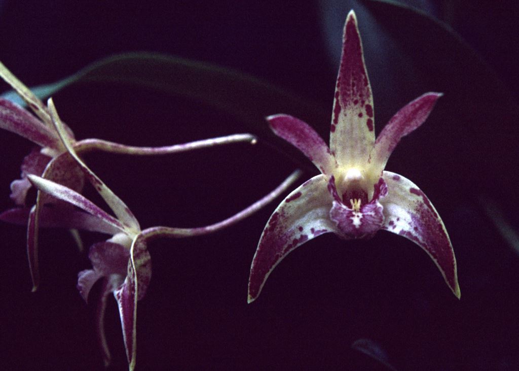 Dendrobium Aussie Victory - HCC/AOC