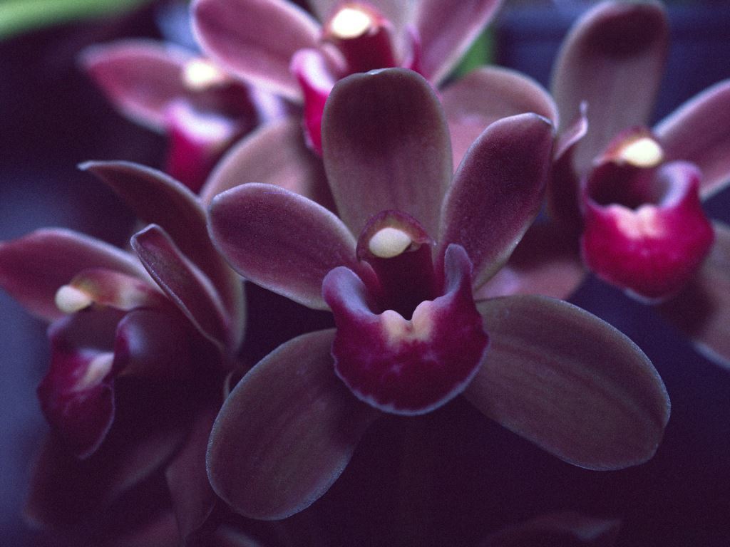 Cymbidium Tinki