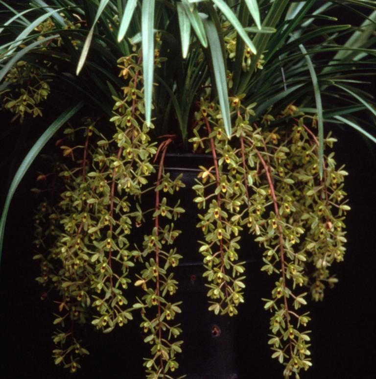 Cymbidium suave - ACC/AOC