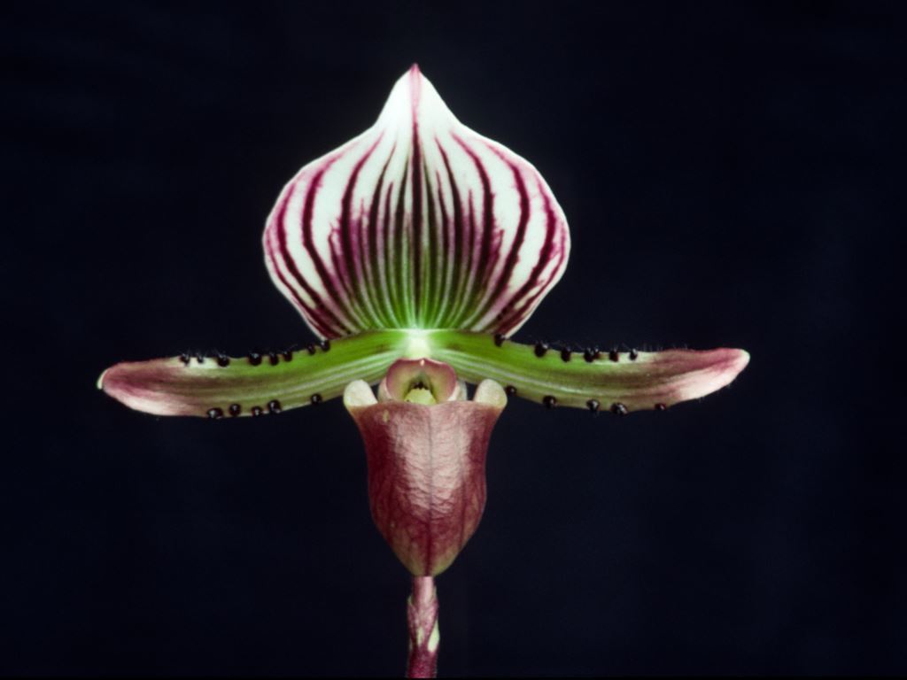 Paphiopedilum lawrenceanum
