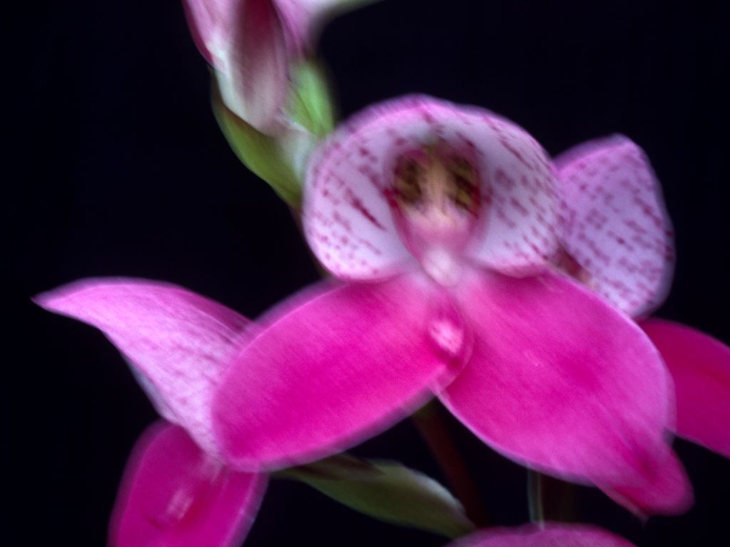 Disa Watsonii