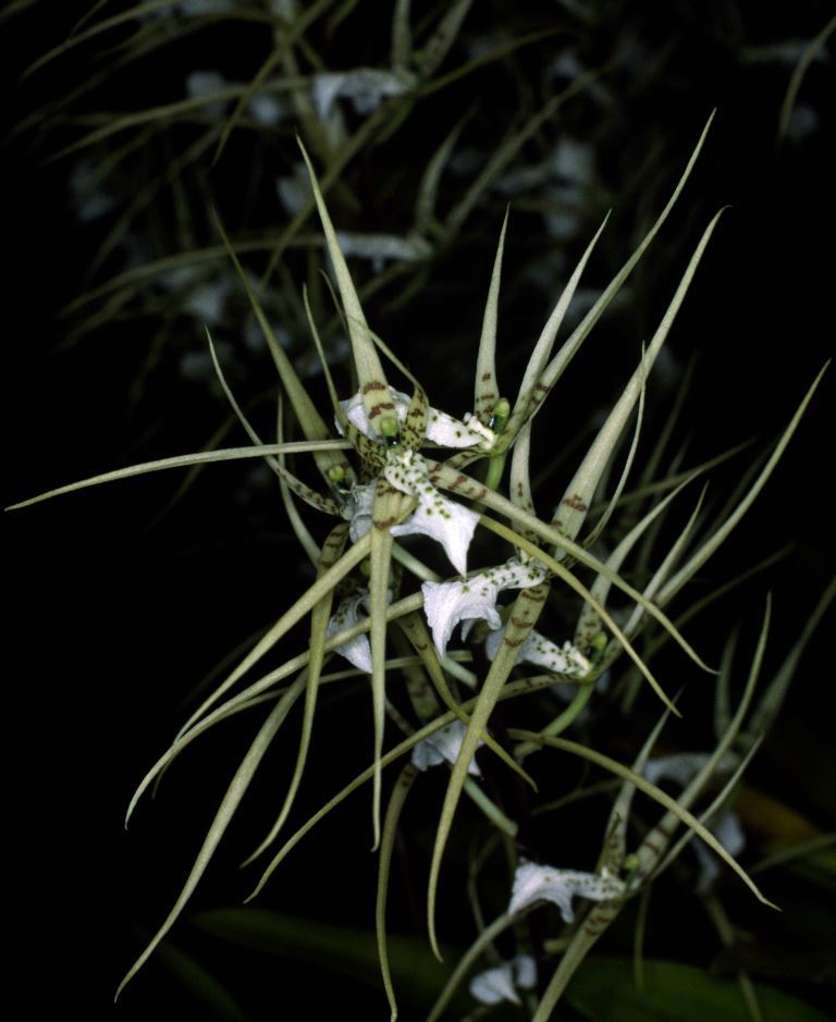 Brassia verrucosa - ACC/AOC