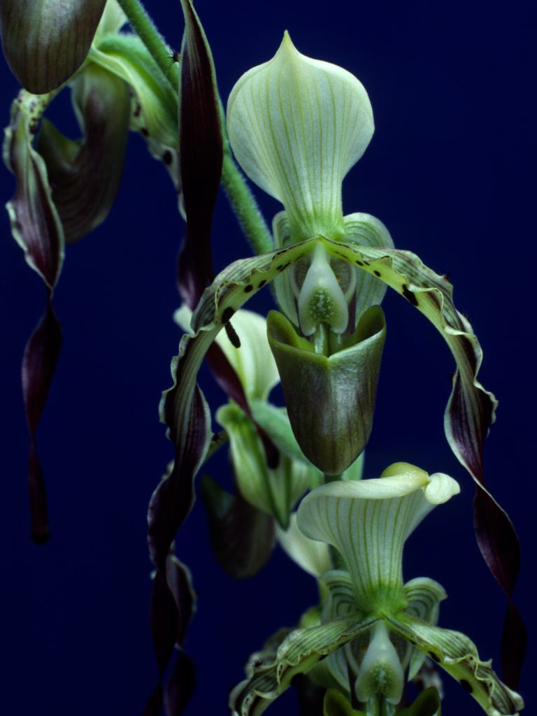 Paphiopedilum parishii - HCC/AOC