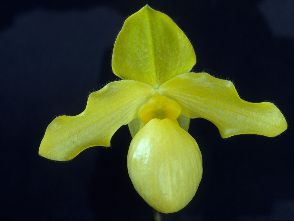 Paph Golddollar 'Ruber's Gold'