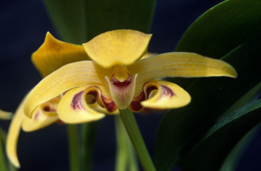 Bulbophyllum dearei - ACC/AOC