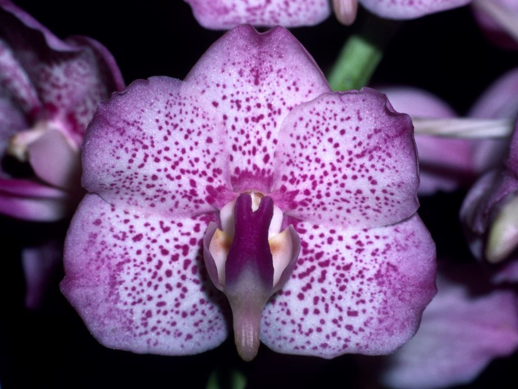 Aeridovanda Renee Gerber - HCC/AOC