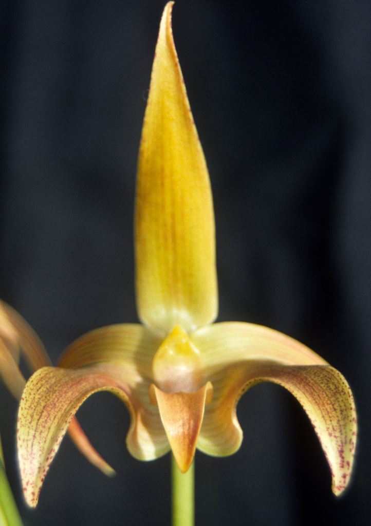 Bulbophyllum lobbii subsp. boreoborneense - AM/AOC