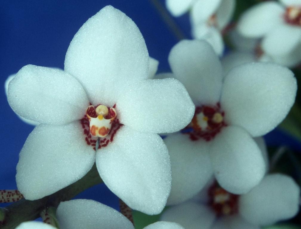 Sarcochilus hartmannii
