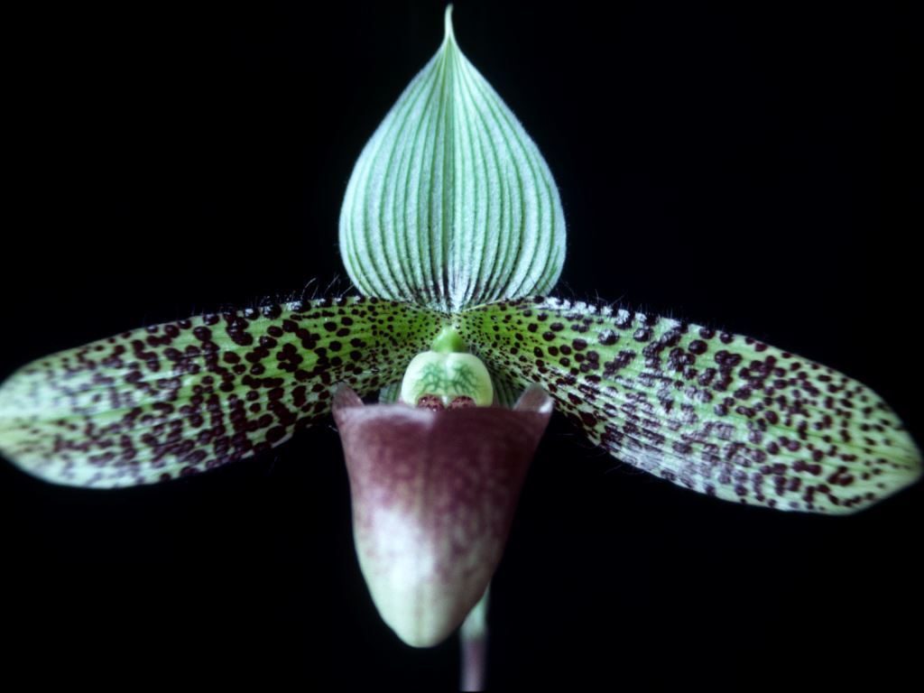Paphiopedilum sukhakulii - AM/AOC