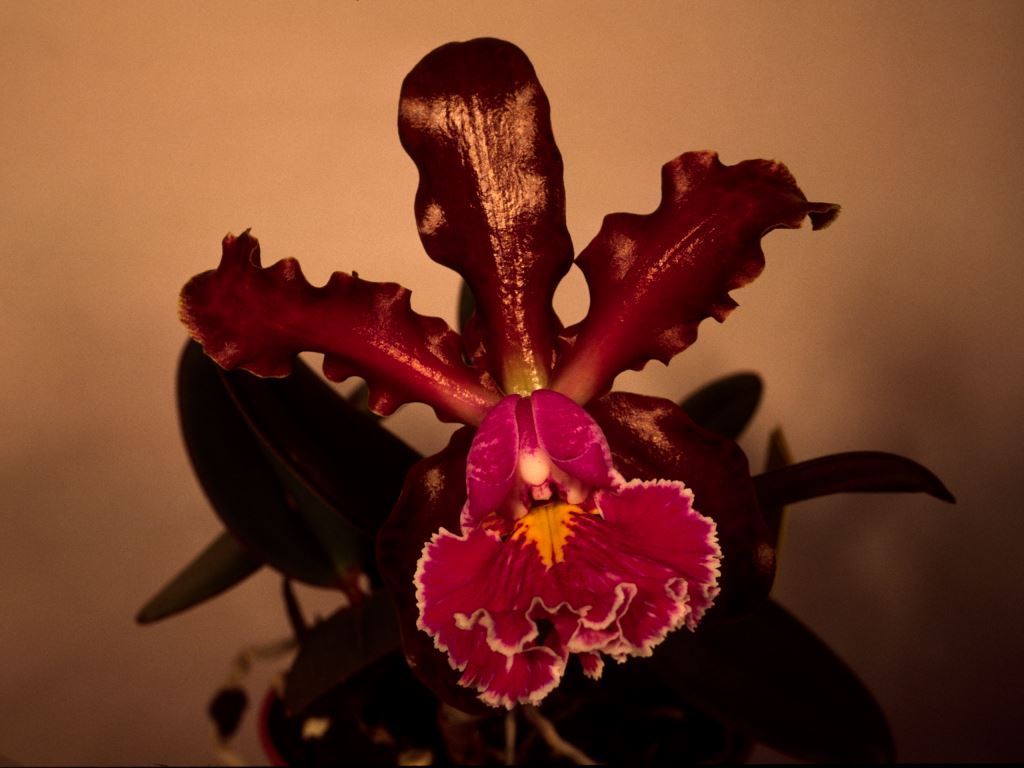 Cattleya schilleriana - AM/AOC
