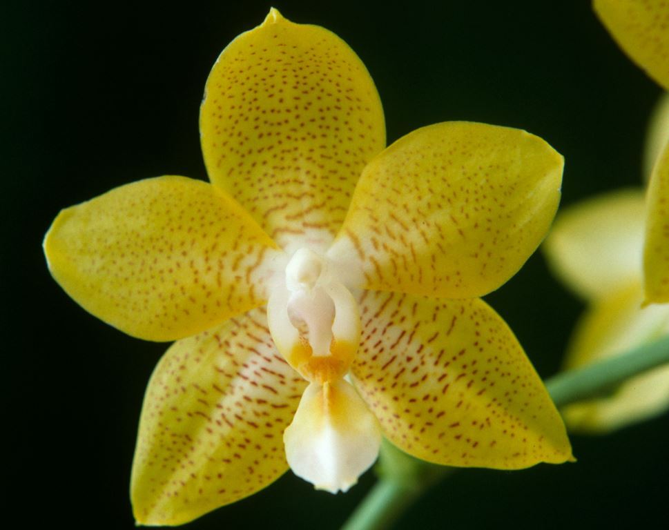 Phalaenopsis Maraldee - HCC/AOC