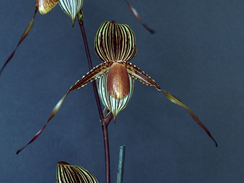 Paph Susan Booth