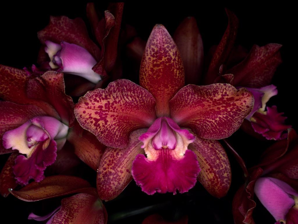 Rhyncholaeliocattleya Waianae Leopard