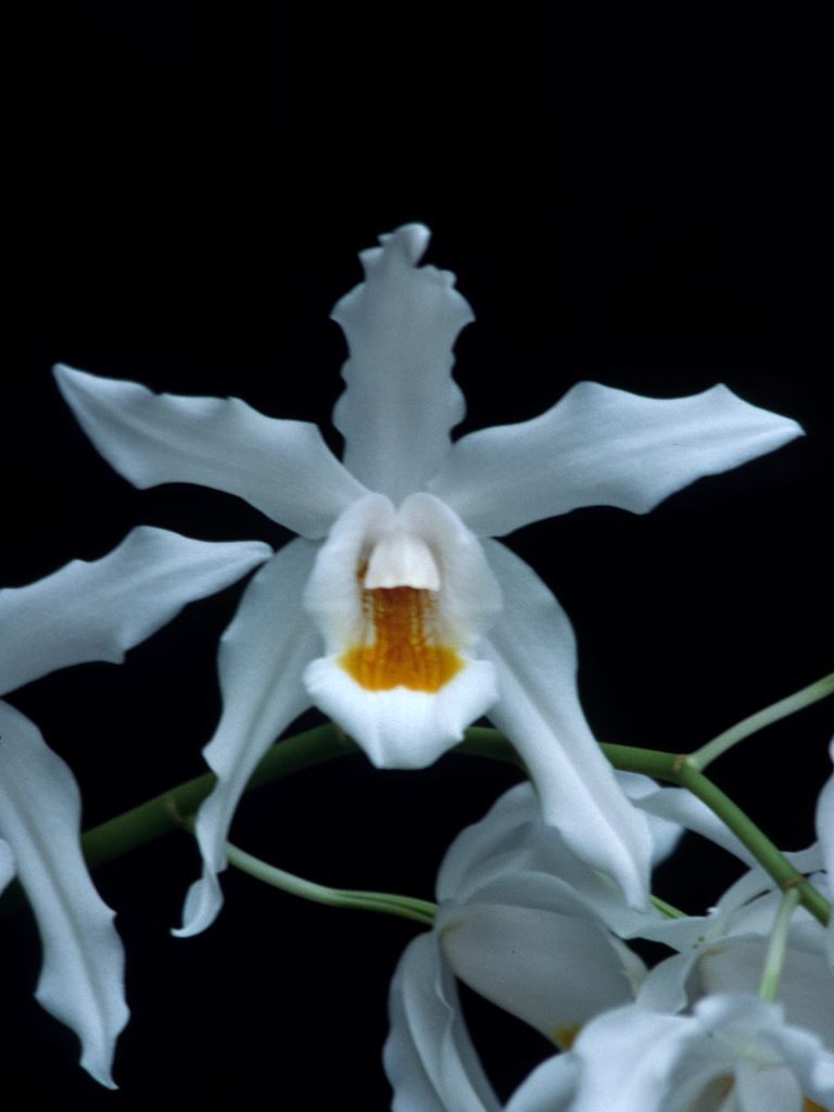 Coelogyne Linda Buckley