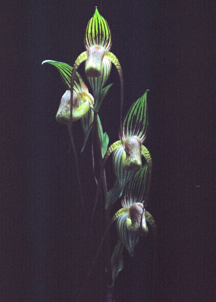 Paphiopedilum adductum - HCC/AOC