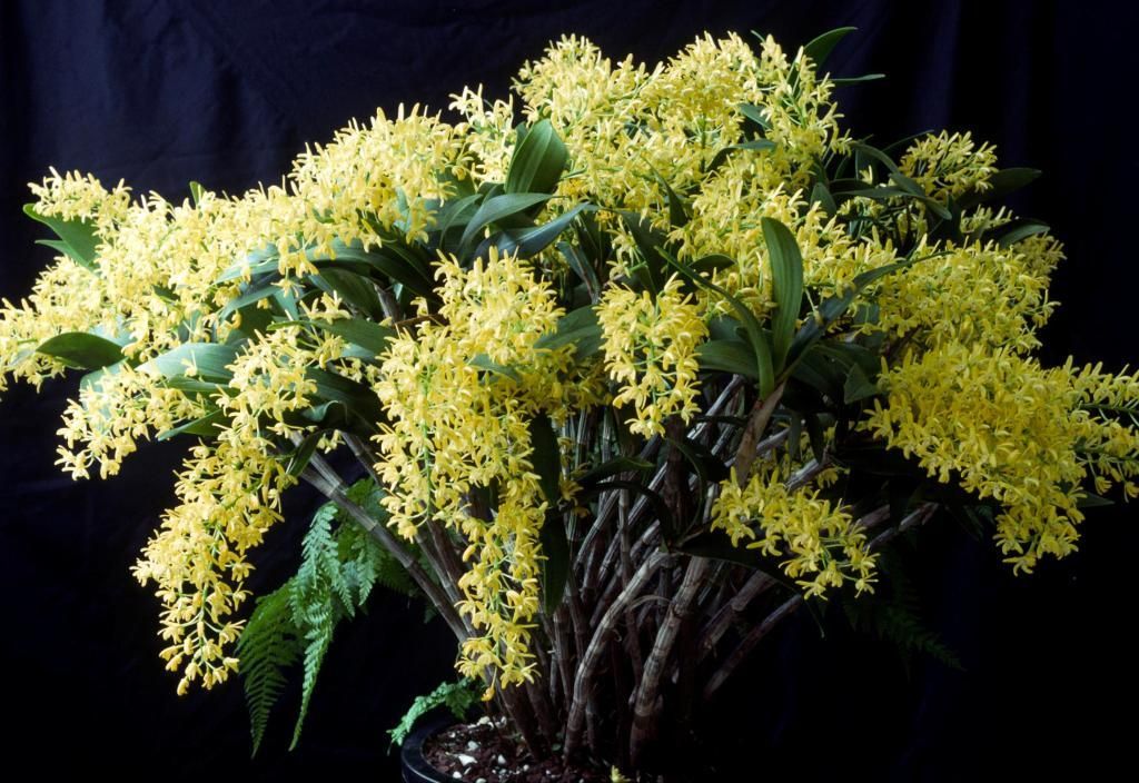 Dendrobium Gracillimum - ACC/AOC