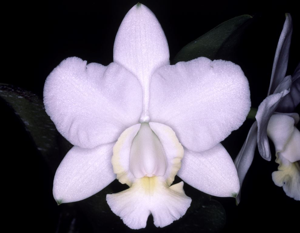 Cattleya x dolosa