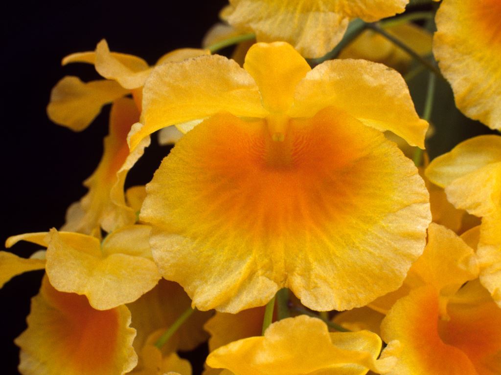 Dendrobium lindleyi - AM/AOC