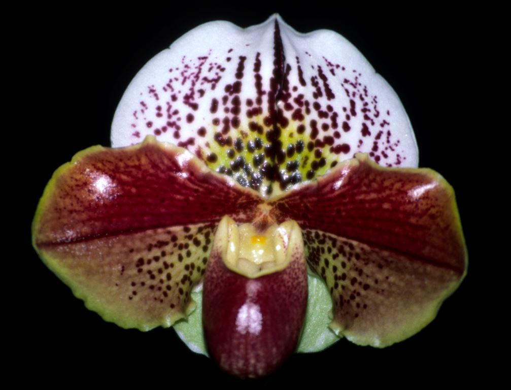 Paphiopedilum Malveena Sasso - HCC/AOC