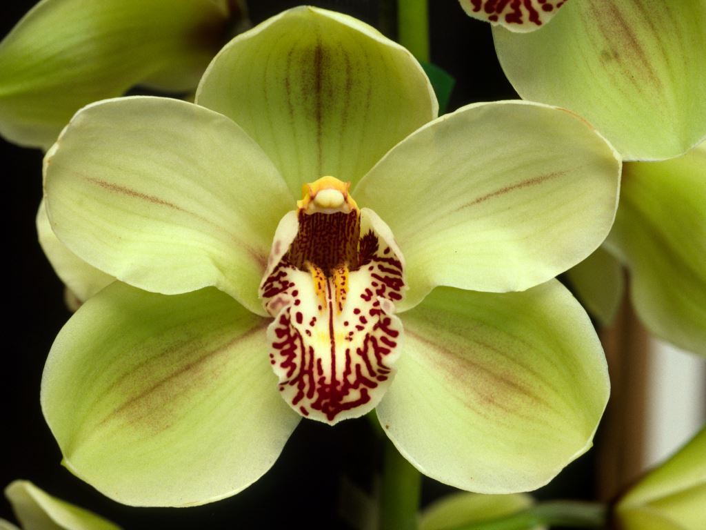 Cymbidium Winter Wonder - HCC/AOC