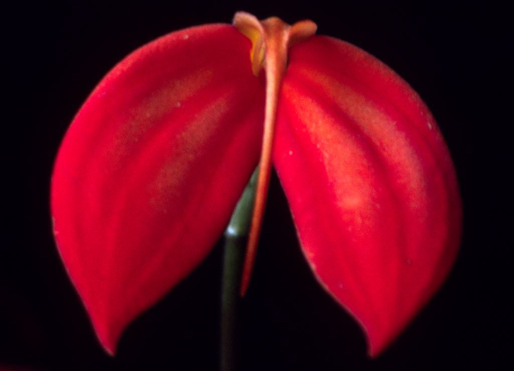Masdevallia ignea - HCC/AOC